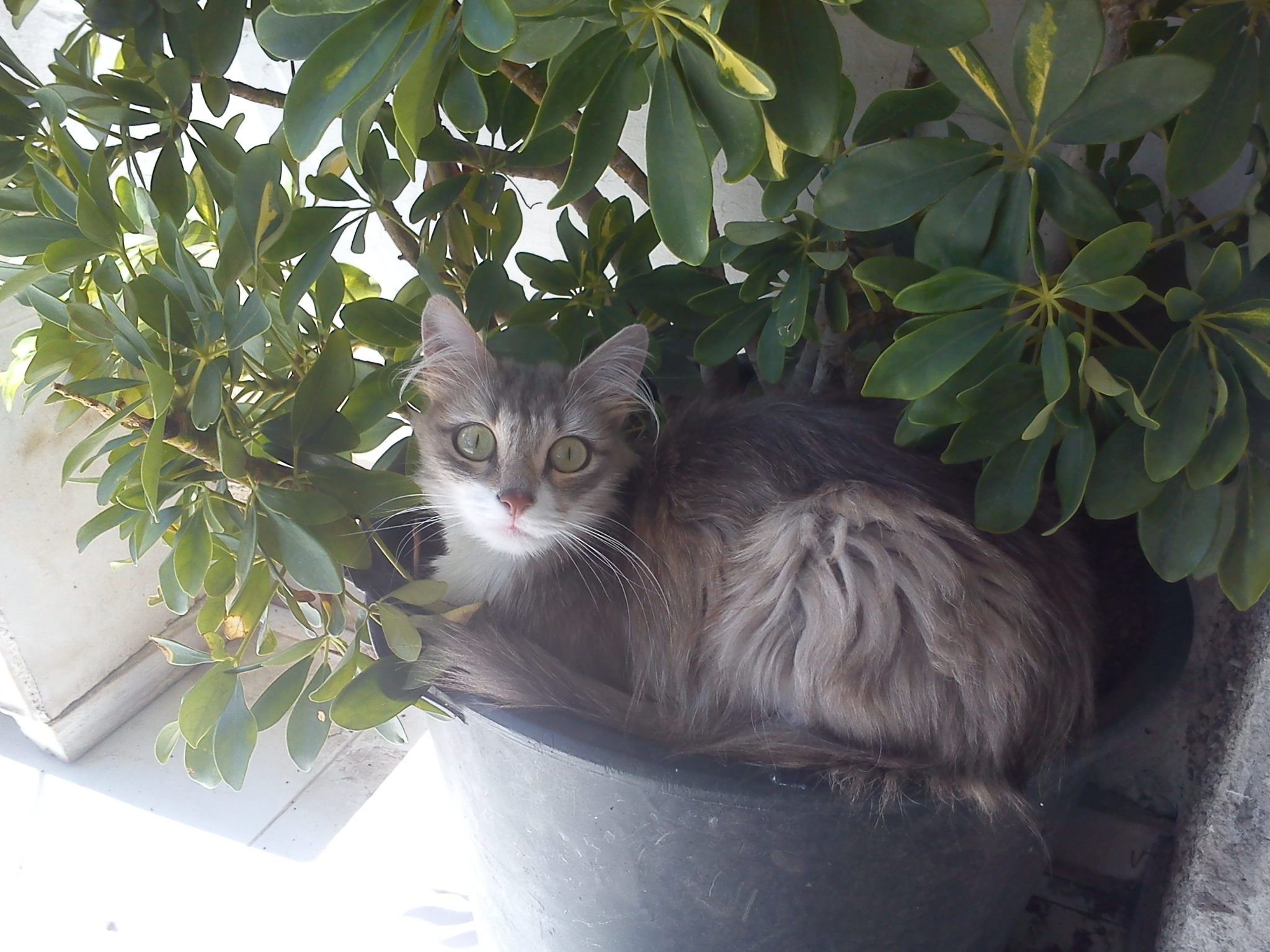 Laying on a pot