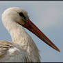 Stork