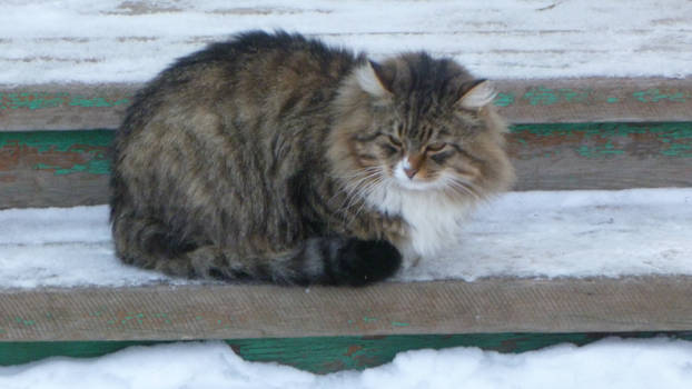 monastery cat