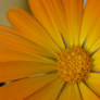 calendula