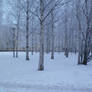 birch trees