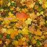 leaf fall