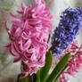 hyacinths