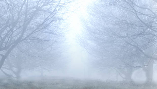 Foggy Treescape