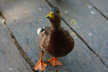 Hello, I'm Duck.