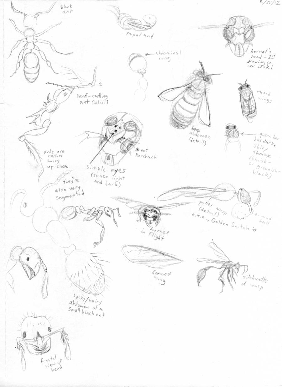 Insect Deviantart Insect Study by animeninjaNIPPON on DeviantArt
