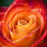 Rose is 103