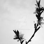hope by NuSunt
