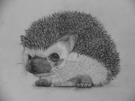 Hedgehog