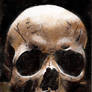 skull Series: 2