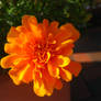 orange flower