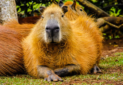 Capivara