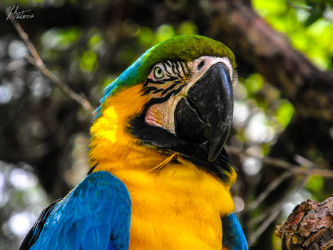 Arara - Serra do Cipo - Brasil