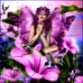 Purple Passion Fairy