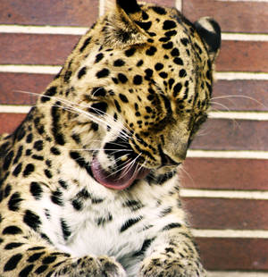 The Leopard