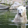 Knut the Polar Bear