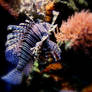 Lionfish