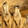 Suricates