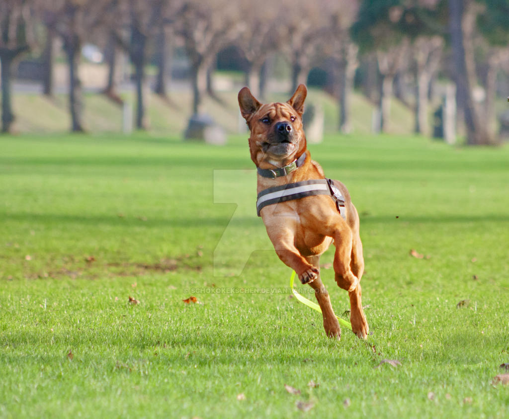 Flying Dog