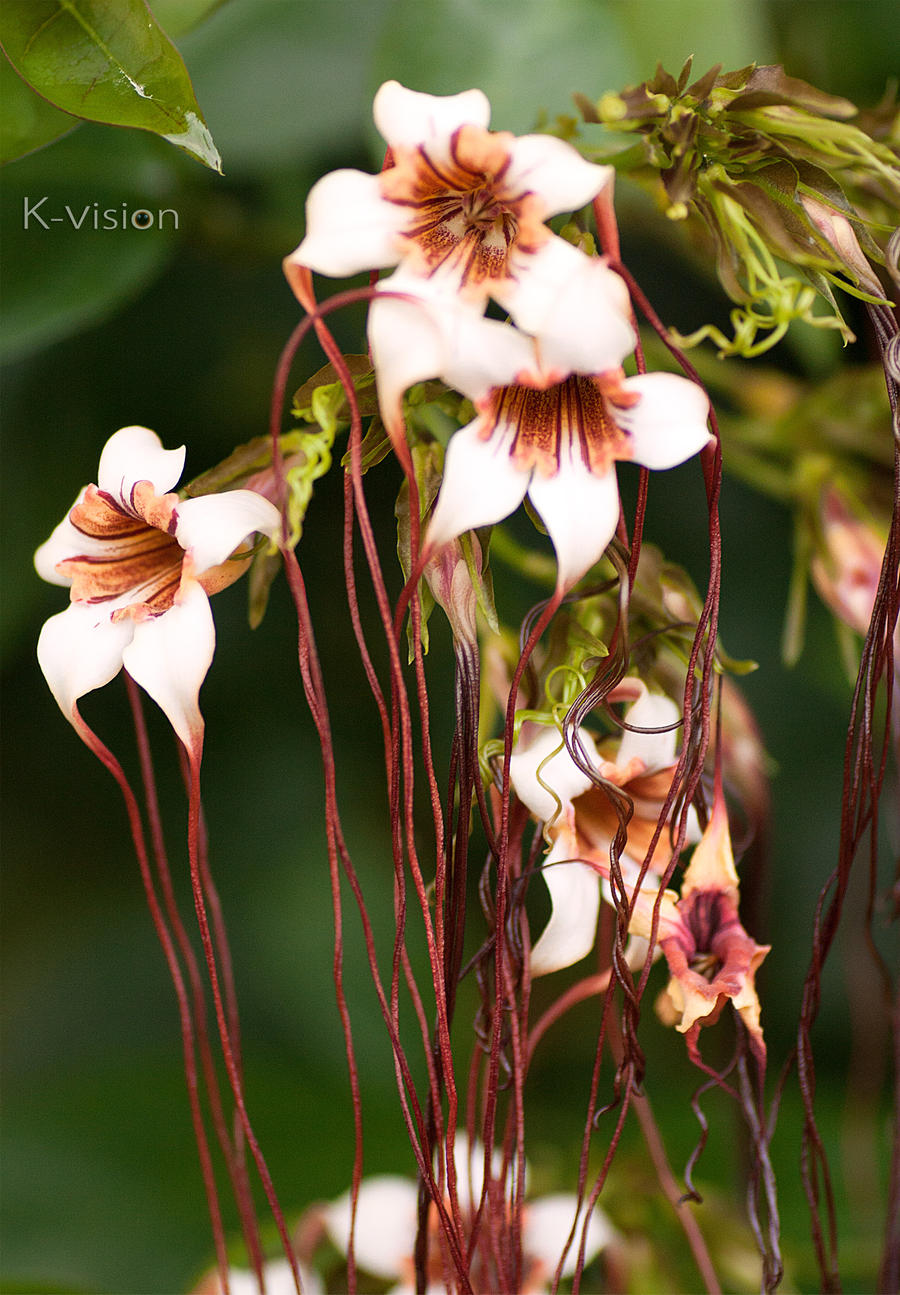 Emo Flower