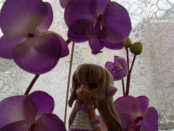 Purlple orchid