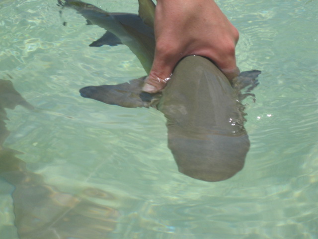 Lemon Shark pup