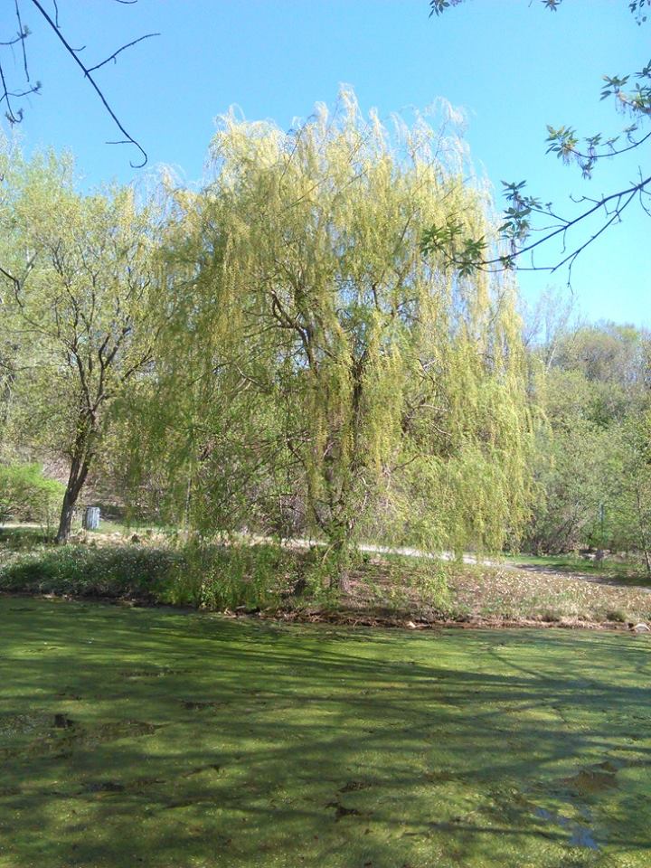 .:Weeping Willow Tree:.