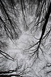 010 by Cerebellum13