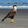 Hawk on the seashore