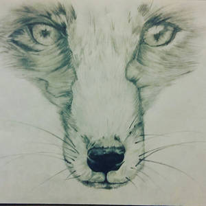 Fox pencil drawing/sketch.