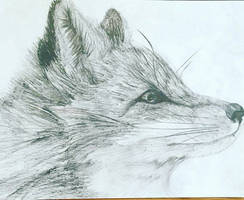 Fluffy fox pencil drawing.