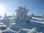 frozen tree by Charon1