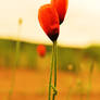 Poppy Love.