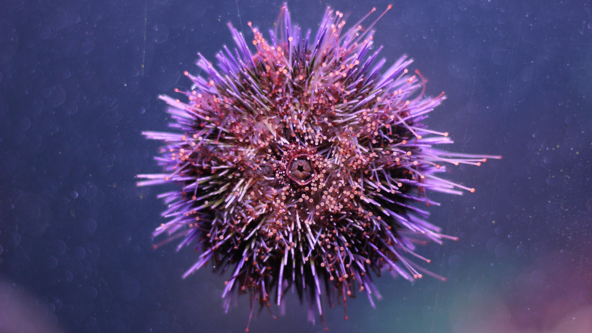 Sea Urchin