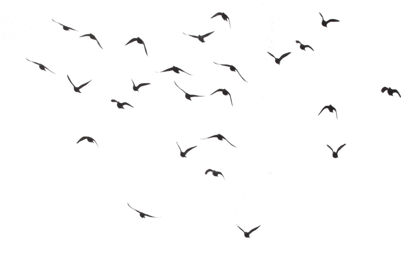 Flock 'O Birds Precut PNG