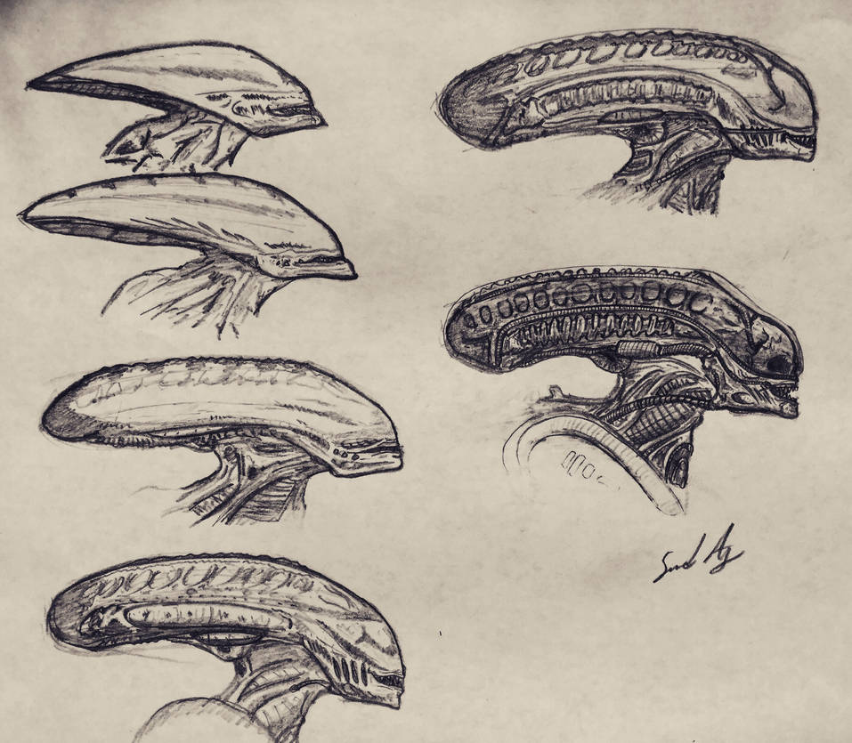 Xenomorph evolution by Progr22 on DeviantArt