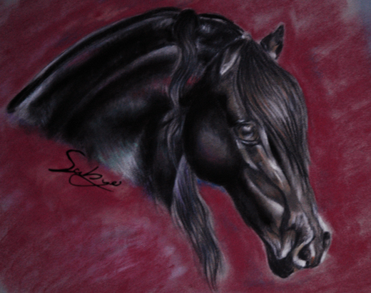 Drawing of a friesian1001