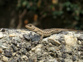 Lounging lizard