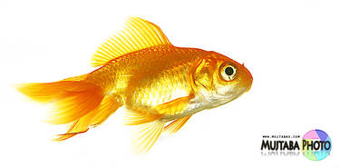 Golden Fish