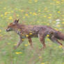 Fox in clover