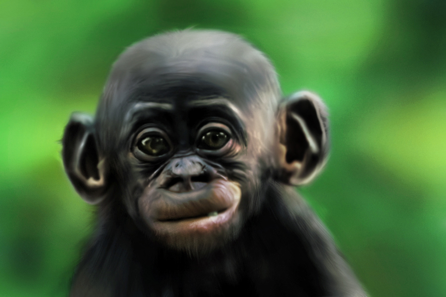 Bonobo