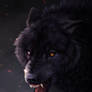 Wolf Echo