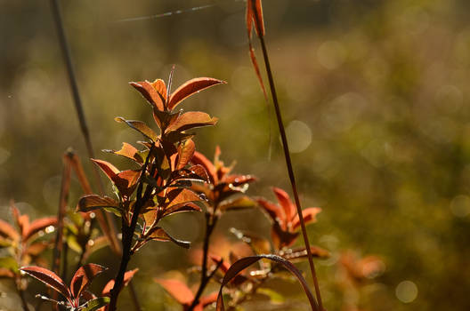 Spring Growth