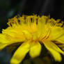 yellow flower