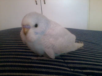 My Bird