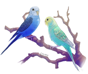 Budgerigars!