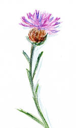 Ornflower