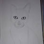 Try to draw a realistic cat! Part 1