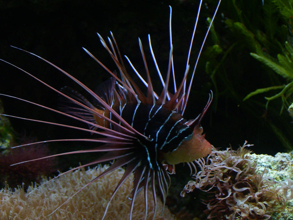Firefish by Ray100 on DeviantArt
