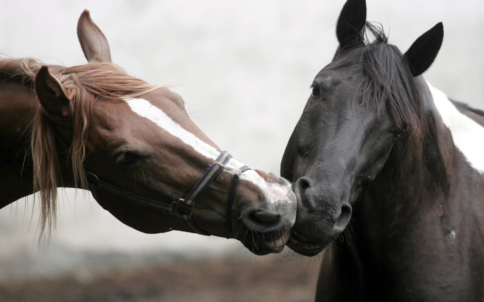 Two horses are LOVE!